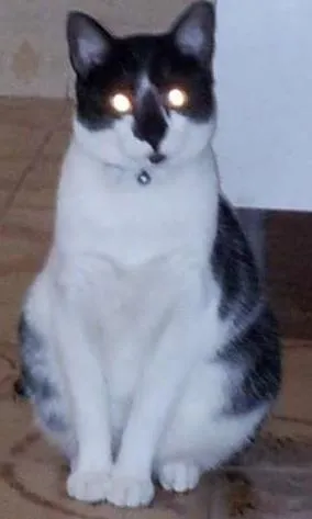 Gato raça SRD idade 3 anos nome Freddy