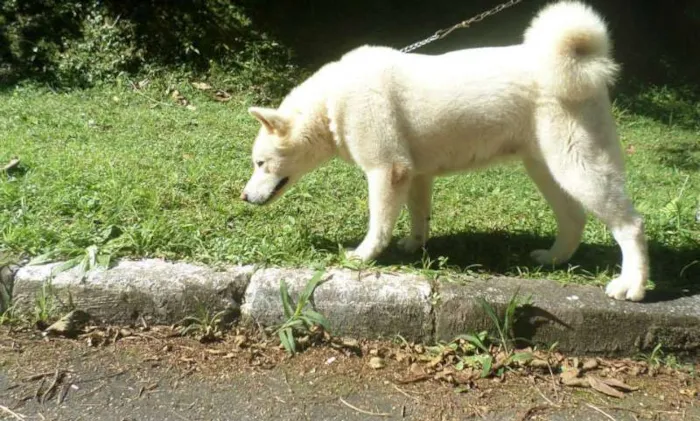 Cachorro ra a Akita idade 4 anos nome YUKI GRATIFICA