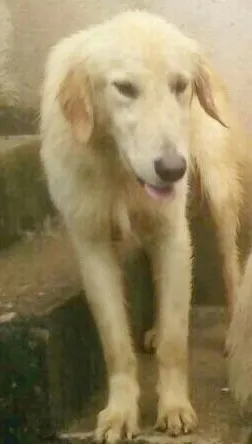 Cachorro raça Golden Misturado idade 7 a 11 meses nome Apollo