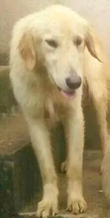 Cachorro raça Golden Misturado idade 7 a 11 meses nome Apollo