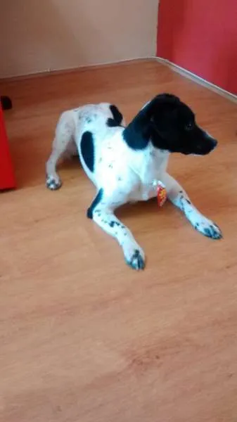 Cachorro ra a Vira Lata idade 1 ano nome Jack