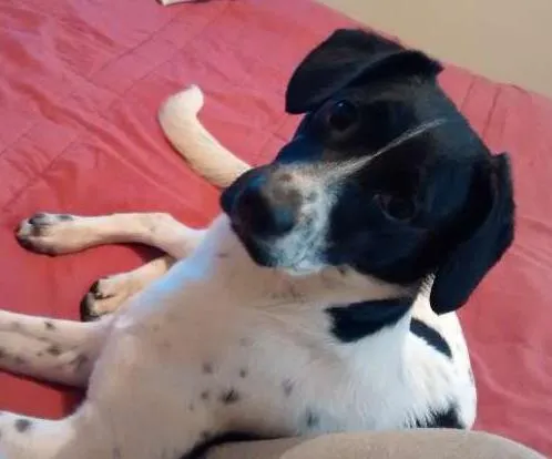 Cachorro ra a Vira Lata idade 1 ano nome Jack