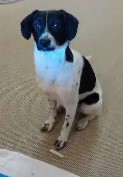 Cachorro ra a Vira Lata idade 1 ano nome Jack