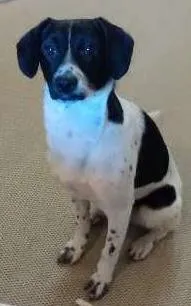Cachorro ra a Vira Lata idade 1 ano nome Jack