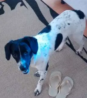 Cachorro raça Vira Lata idade 1 ano nome Jack