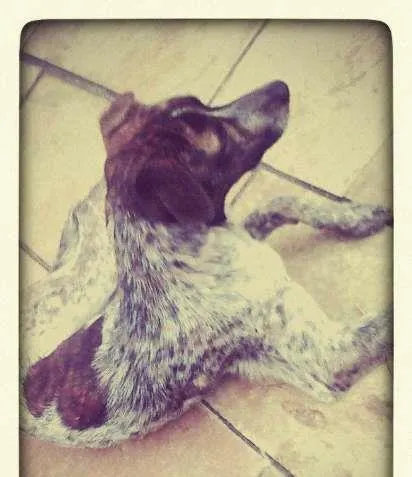 Cachorro ra a SRD idade 4 anos nome LAILA