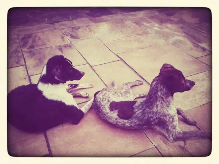Cachorro ra a SRD idade 4 anos nome LAILA