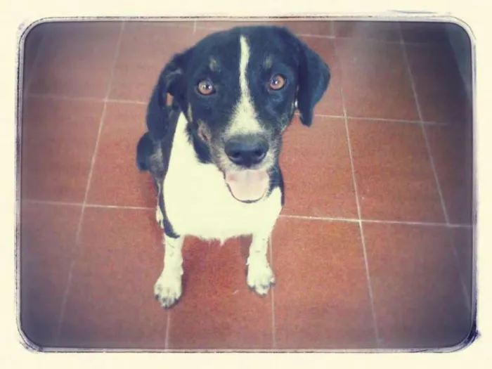 Cachorro ra a SRD idade 4 anos nome PAQUITA