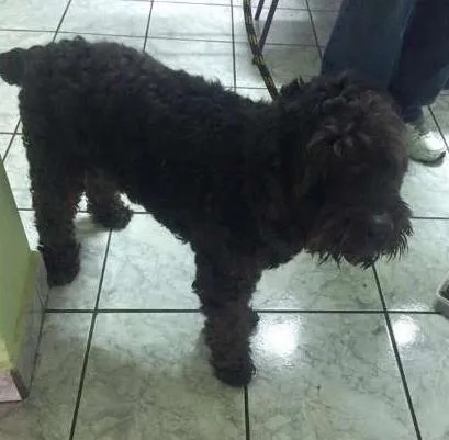 Cachorro ra a Poodle idade 2 anos nome Snoop