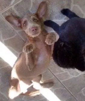 Cachorro ra a Vira lata idade 1 ano nome Rex