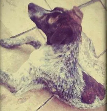 Cachorro ra a SRD idade 4 anos nome LAILA
