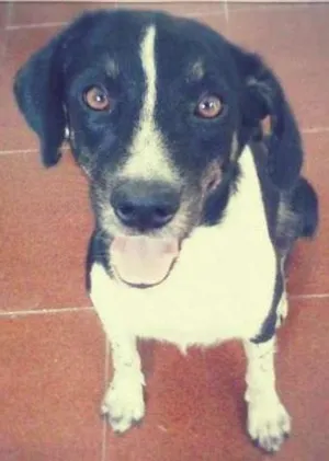 Cachorro raça SRD idade 4 anos nome PAQUITA