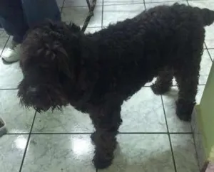Cachorro raça Poodle idade 2 anos nome Snoop