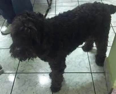 Cachorro ra a Poodle idade 2 anos nome Snoop