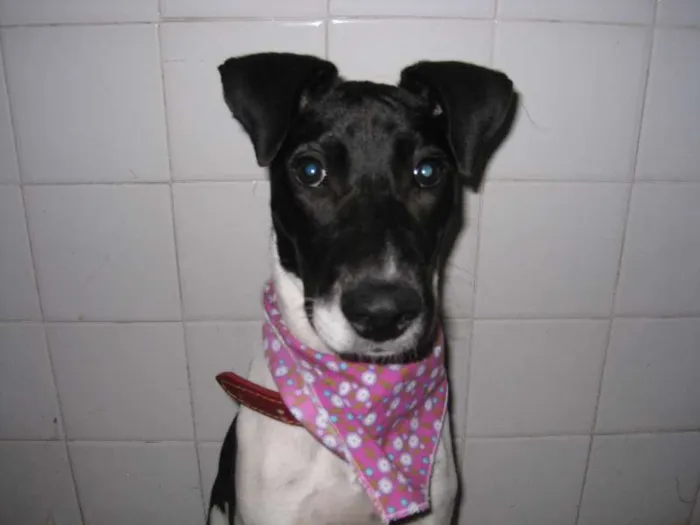 Cachorro ra a SRD idade 7 a 11 meses nome Scooby