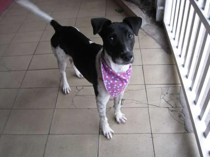 Cachorro ra a SRD idade 7 a 11 meses nome Scooby