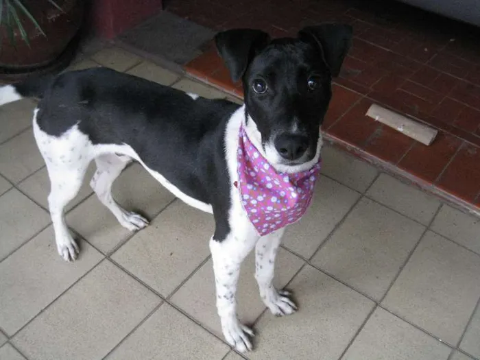 Cachorro ra a SRD idade 7 a 11 meses nome Scooby