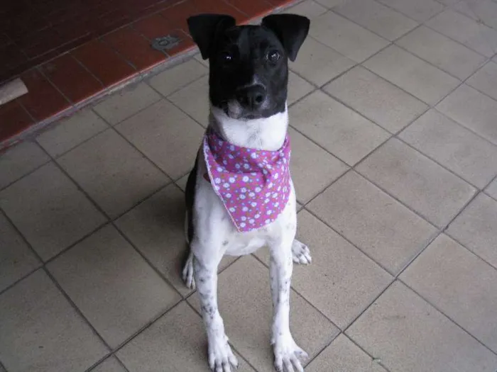 Cachorro ra a SRD idade 7 a 11 meses nome Scooby