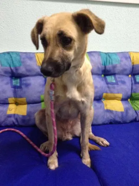 Cachorro ra a SRD idade 2 anos nome Flor