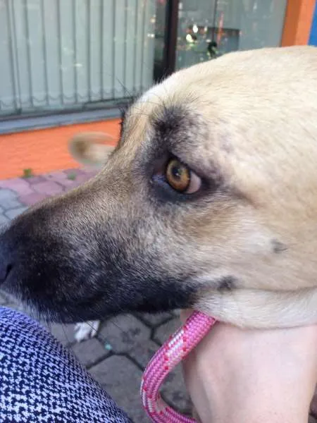 Cachorro ra a SRD idade 2 anos nome Flor