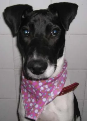 Cachorro raça SRD idade 7 a 11 meses nome Scooby
