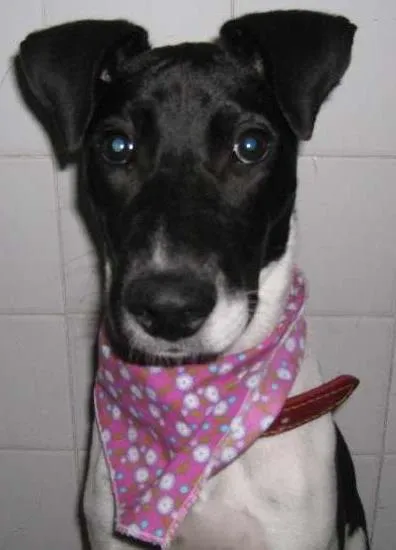 Cachorro ra a SRD idade 7 a 11 meses nome Scooby