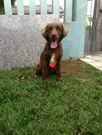 Cachorro ra a SRD idade 1 ano nome THOR