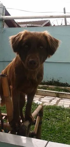 Cachorro ra a SRD idade 1 ano nome THOR