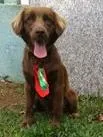 Cachorro ra a SRD idade 1 ano nome THOR