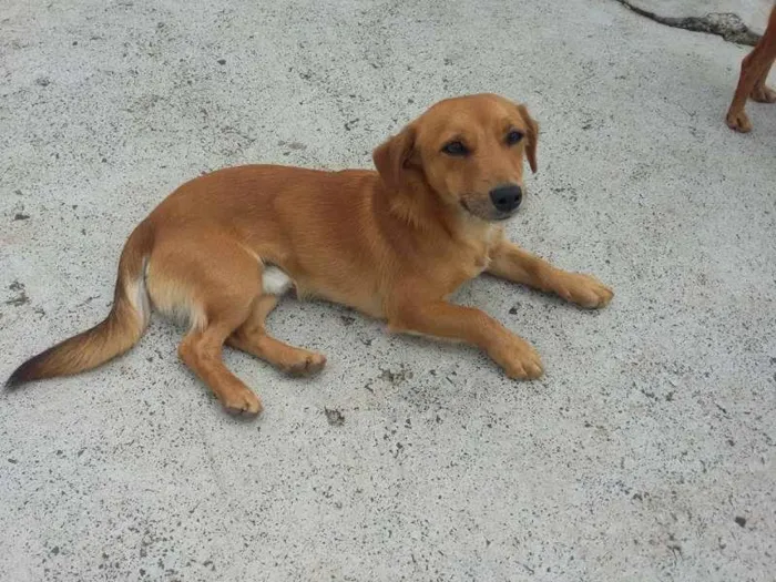 Cachorro ra a Pinscher/border collie idade 2 a 6 meses nome nao tem nome