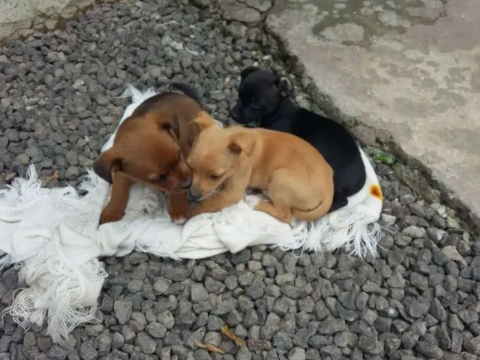 Cachorro ra a Pinscher/border collie idade 2 a 6 meses nome nao tem nome