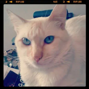 Gato raça SRD idade 4 anos nome Lorenzo