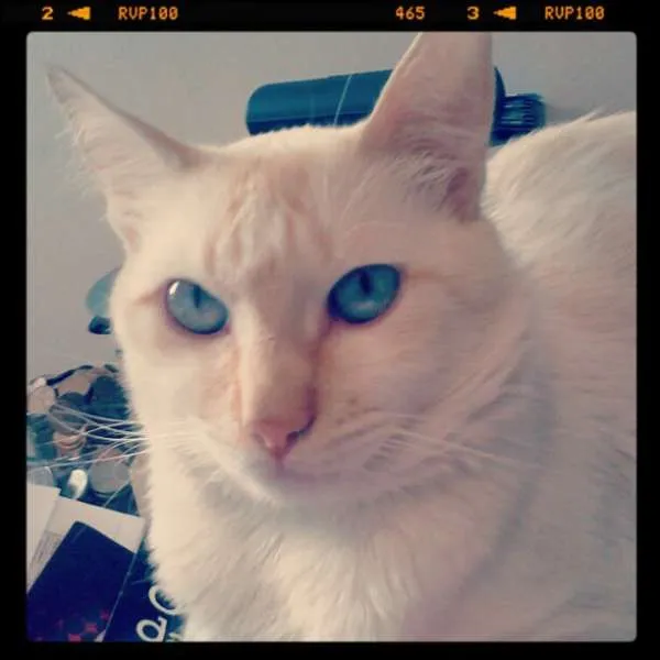Gato ra a SRD idade 4 anos nome Lorenzo