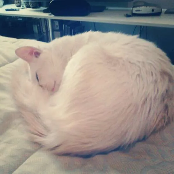 Gato ra a SRD idade 4 anos nome Lorenzo