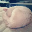 Lorenzo