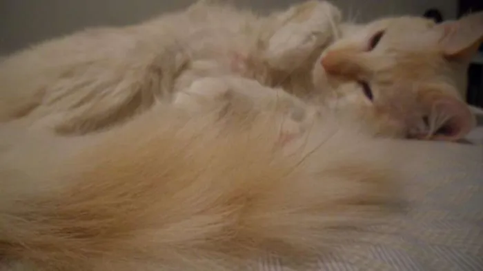 Gato ra a SRD idade 4 anos nome Lorenzo