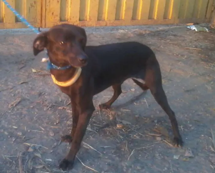 Cachorro ra a SRD idade 1 ano nome Glayton