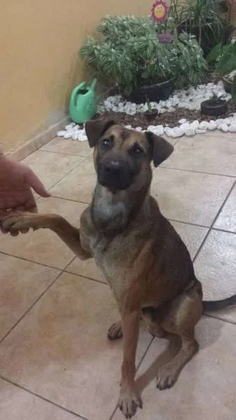 Cachorro ra a Não sei idade 1 ano nome Sem nome