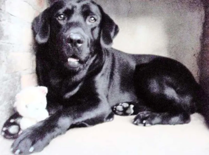 Cachorro ra a Labrador idade 4 anos nome Thor