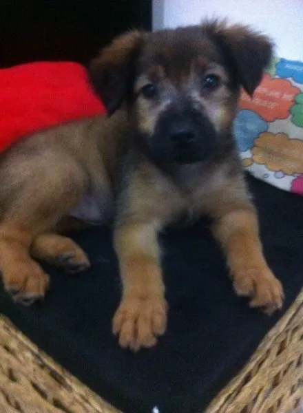 Cachorro raça Vira-Lata idade 7 a 11 meses nome Cacau