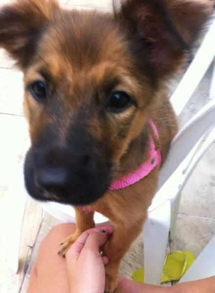 Cachorro raça Vira-Lata idade 7 a 11 meses nome Cacau