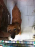 Cachorro raça Vira-Lata idade 7 a 11 meses nome Cacau