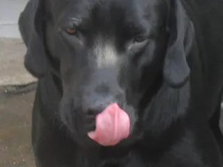 Cachorro ra a Labrador idade 4 anos nome Thor