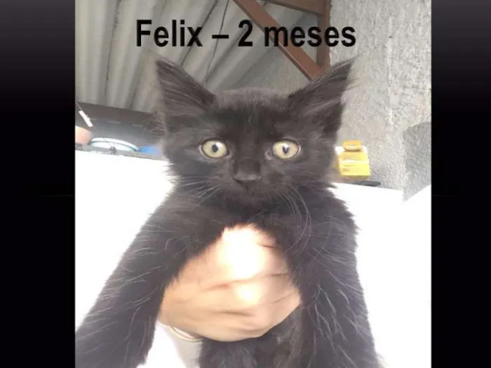 Gato ra a SRD idade 2 a 6 meses nome Felix