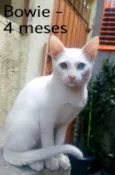Bowie