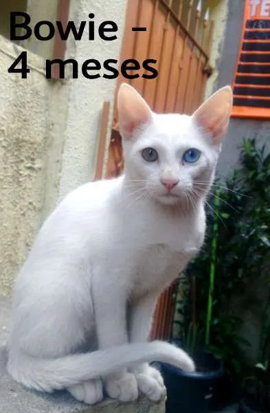 Gato ra a SRD idade 2 a 6 meses nome Bowie