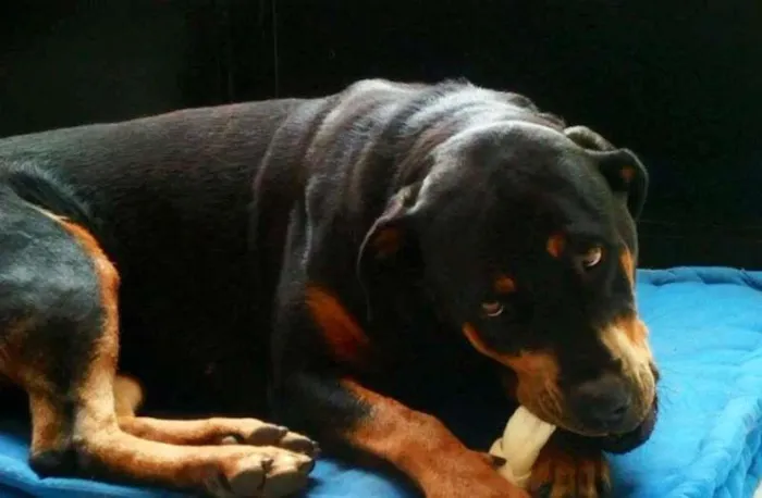 Cachorro ra a Rottweiler idade 5 anos nome Xepa