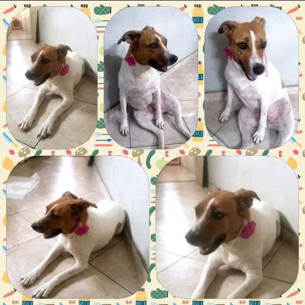 Cachorro ra a Srd idade 6 ou mais anos nome Chitara