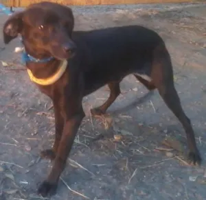 Cachorro raça SRD idade 1 ano nome Glayton