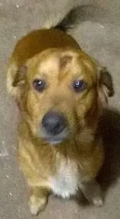 Cachorro ra a Vira Lata idade 2 anos nome Zeus